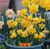 Bulbos de Narciso de Flor Dobrada Importados Florescem em Todas as Estações, Florais de Vaso para Interior, Sementes Florais Hidropônicas Resistentes ao Frio de Inverno