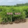 Dropshipping de Mudas de Jujuba Guoguang para Plantio em Jardins do Norte e do Sul, Mudas de Jujuba Doce e Crocante Enxertadas em Vasos com Frutas Extra-Grandes