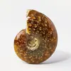 Fóssil de Amonite de Concha Natural de Madagascar Transfronteiriço Fóssil Paleontológico Espécime Pedra Bruta Ornamento