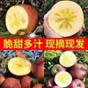 Precio al por mayor de Manzanas Azucaradas Fuji Rojas de la Montaña Daliang, Crujientes y Dulces, Fruta Fresca de Temporada