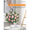 Plántulas de Camelia Xiangfei en Maceta con Capullos Sala de Estar Interior Balcón Plantas Verdes Florales Florecen en Todas las Estaciones Fácil de Mantener para Personas Perezosas