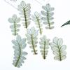 Planta Rosa Folha Branca Espécime Embotido Material Artesanal Infantil Adesivo Folha Real Cola Moldura de Foto