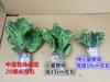 Plantas Verdes Imortais em Vasos Jade Colorido Unicórnio Selo de Unicórnio Suculenta Quilha Brasileira Wanzhongshan Interior Escritório