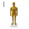 Fengfan 40cm Modelo de cuerpo humano de puntos de acupuntura de medicina china mapa de los doce meridianos modelo de puntos de acupuntura del cuerpo humano de cobre piel humana pequeña