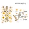 Bolsa de Flores Secas para Manualidades con Flores en Relieve, Marcapáginas de Flores en Relieve, Bolsa de Flores en Relieve, Material para Pintura en Relieve, Pegamento para Flores Reales, Hojas Secas