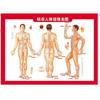 Diagrama de Puntos de Acupuntura para Moxibustión del Cuerpo Humano, Diagrama de Moxibustión de Alta Definición, Diagrama de Ventosas, Libro de Gua Sha, Diagrama de Puntos de Acupuntura de los Meridianos del Cuerpo Humano, Mural