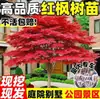 Plántulas de arce rojo, plantas rojas de maceta de cuatro estaciones, Arce japonés rojo Red Dance Queen, fáciles de cuidar en todas las estaciones, adecuadas para patio y uso interior, bonsái de planta resistente al frío