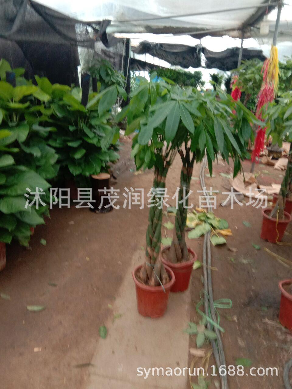 QQ图片20200814120311辫子发财树6.jpg