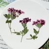 Flor de Cerezo Seca con Ramas, Marco de Fotos Hecho a Mano en Relieve, Pintura de Calcomanía Facial, Hojas Reales, Paquete de Material en Relieve, Especímenes de Plantas
