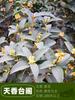 Un retoño de osmanthus, grandes flores de osmanthus de cuatro estaciones, elixir dorado del alto poste nativo del patio de agosto, pabellón Tianxiang Shen