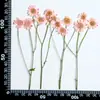 Manzanilla Teñida con Ramas, Flores Secas Multicabezales, Flores Prensadas, Kit de Materiales para Espécimenes de Plantas DIY, Scrapbooking y Resina Epoxi