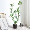 Planta Grande de Madera Pata de Pato en Maceta para Interior para Purificación del Aire, Adecuada para Dormitorio y Sala de Estar, Perenne Todo el Año, Planta Verde de Moda