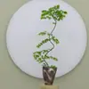 Plantas de interior de escritorio Liuchuanfeng para salas de té, plantas verdes de inspiración zen, bonsáis de nuevo estilo chino, plantas en maceta decorativas para vestíbulos y oficinas