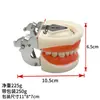 Modelo Dental de Diente, Modelo de Dentadura Postiza, Molde de Modelo de Diente, Modelo de Enseñanza de Cepillado para Jardín de Infancia, Dentadura Postiza Oral Removible