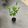 Muda de Árvore de Hortênsia Chinesa Douqiongqiong Hua Vila de Jardim Resistente ao Frio Resistente ao Calor Quatro Estações Tipo Maqiu Mudas de Plantas para Verdejamento