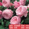 Plántulas de rosa, enredaderas trepadoras, plantas de floración de cuatro estaciones, enredadera, rosa, flor en maceta, flor extra grande, exterior, balcón, plantas verdes