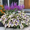 Suministro Transfronterizo Semillas de Flor de Hosta de Hoja de Color, Semillas de Flor de Hosta, Semillas de Flor en Maceta, Semillas de Flor de Grulla Blanca, Semillas de Flor de Hosta