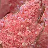 Múltiples Tipos de Lentejuelas, Brillantina de Colores de Forma Irregular, Accesorios Decorativos con Pegamento Multicolores, Polvo de Brillantina Láser de Estrella de Cinco Puntas para Manualidades