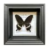 Marco de Foto con Espécimen de Mariposa Cola de Golondrina Banda Verde Pintura Decorativa Pintura para Colgar en la Pared Se Puede Colocar o Colgar Regalo de Cumpleaños Regalo de Vacaciones
