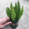 Planta en Maceta Ficus Lyrata, Plántulas Pequeñas y Grandes, Planta Verde Cola de Zorro Solitaria, Helecho, Perenne de Exterior de Nueve Colas para Todas las Estaciones