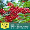 Dropshipping Plántulas de Pimienta de Ratán Hanyuan Auténticas de Sichuan Plántulas de Pimiento Verde Pimienta sin Espinas Pimiento Verde Dahongpao Comida