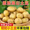 Patatas Pequeñas Enshi, Envío Gratis, Patatas Frescas Ricas en Selenio, Patatas Amarillas Mini, Verduras de Patata de Hubei