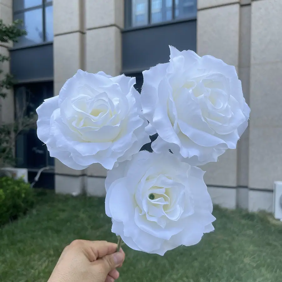 3头巨型美琪玫瑰-白色.JPG