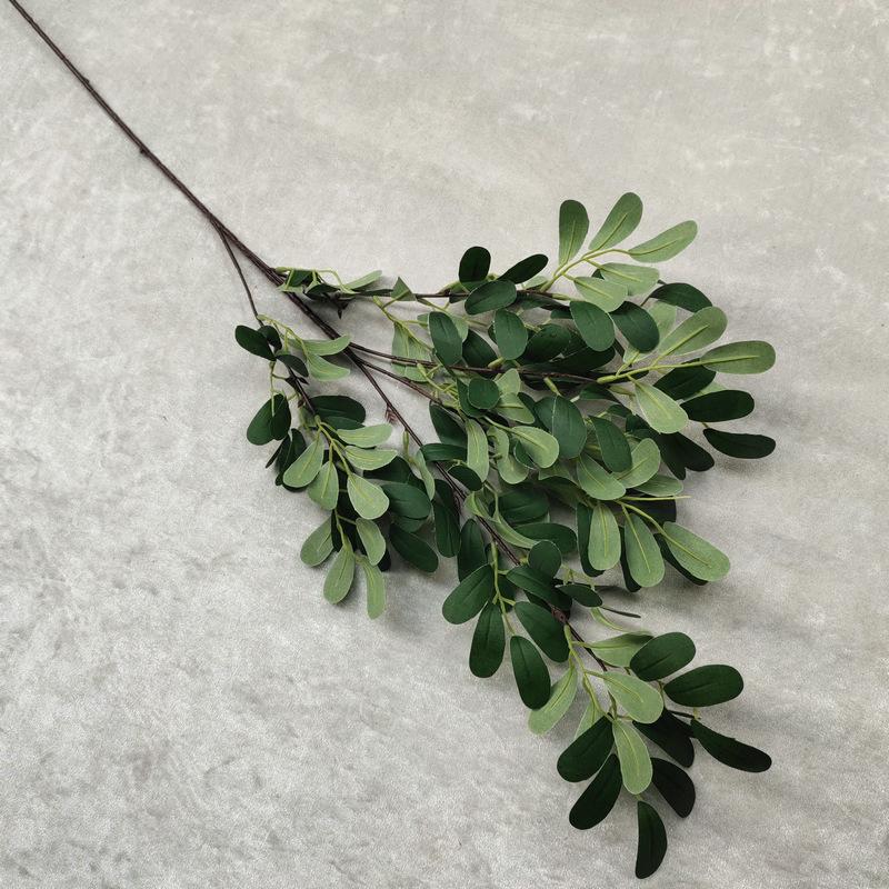 花生叶长枝2号 翠绿色