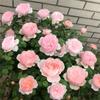 Balcón de Jugo Planta en Maceta Rosa con Capullos Florece Todo el Año Flor de Rosa Rosales Fáciles de Cultivar con Aroma Frutal