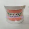 Modelo Dentário Uso para Prática de Ensino Oral Molde de Dente de Dentadura Um Conjunto Completo de Materiais Orais Ensino Aparelhos Dentários