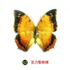 Especímenes Tridimensionales de Mariposas e Insectos Reales para la Educación Científica Infantil en Jardines de Infancia, con Alas Extendidas, Diseño de Estilo Fotográfico 1