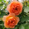 Plántulas de Rosales Trepadores con Aroma Fuerte, Flores Grandes, Plantas Trepadoras para Jardines, Flores en Maceta para Balcones, Rosas Trepadoras para Todas las Estaciones
