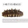 Pepino do Mar de Dalian Pronto para Comer no Atacado, Pepino do Mar Fresco de Liaoning para E-commerce, Dropshipping de Peça Única, Pepino do Mar Fresco de Dalian do Fabricante da Fonte, Produtos de Boa Qualidade