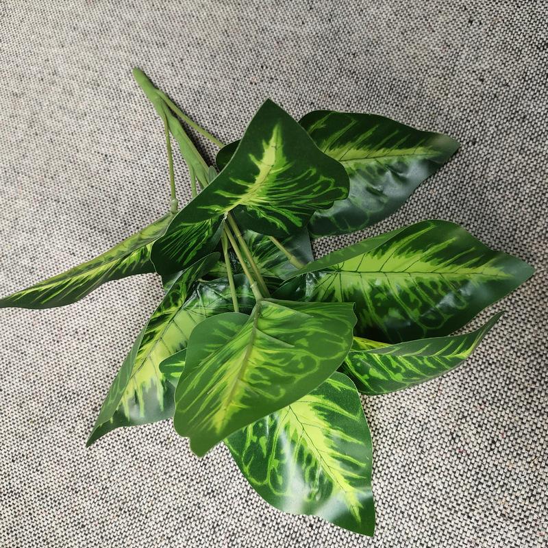 9头大把绿香芋叶