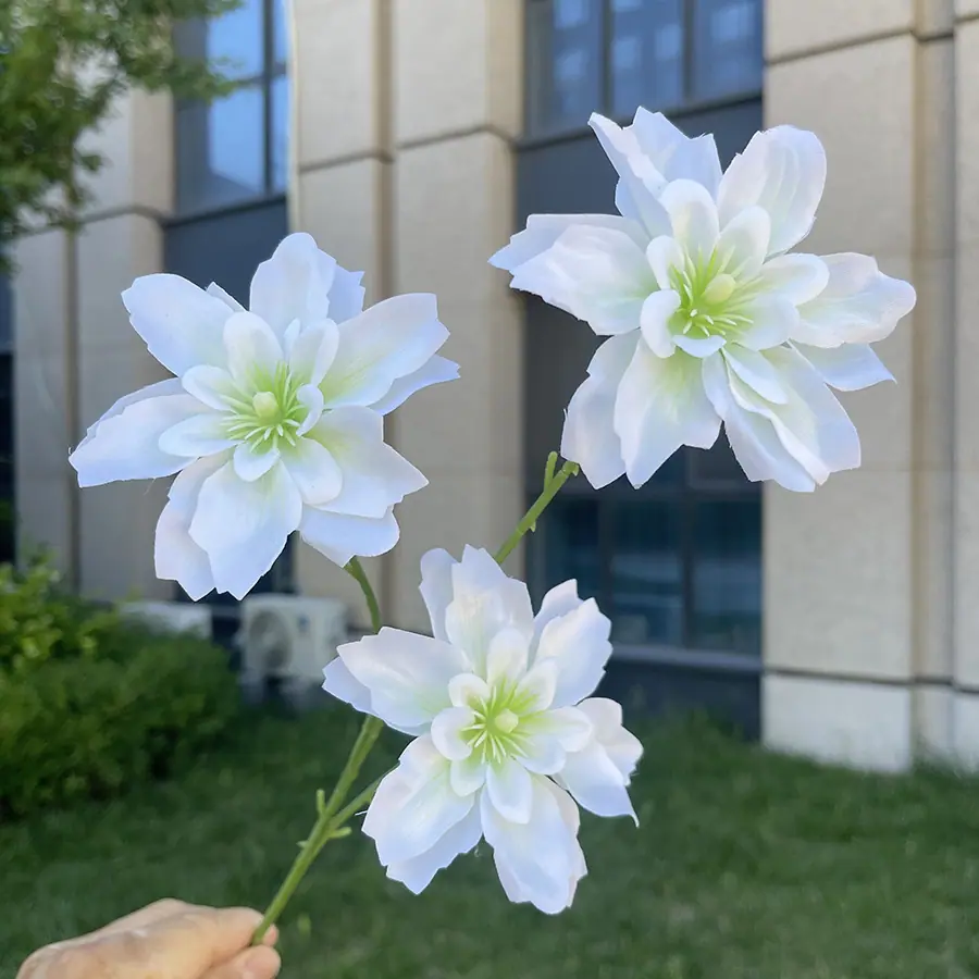 3头海棠花-白色.JPG