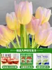Tulipanes Hidropónicos al por Mayor 5 Grados Bulbos Grandes Resistentes al Frío para Invierno Interior/Exterior Fáciles de Cultivar para Principiantes Flores en Maceta Plantas