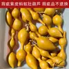Calabazas Suaves Bellamente Elaboradas para Manipular y Coleccionar, Calabazas de Piel Morada con Pátina, Calabazas Retorcidas a Mano, Artículos de Mano, Calabazas para Vendedores Ambulantes al por Mayor