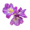 Bulbos de Alyssum Importados, Fresias de Doble Floración, Florecen en Todas las Estaciones y Son Buenas para Alimentar Florales Ornamentales, Florales en Maceta y Semillas de Plantas
