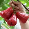 Shunfeng Hainan Rei Kong Preto Lianwu Autêntico Fruta Lianwu, Fruta Tropical Sazonal Recém-Colhida, Caixa Fechada de Fruta Lianwu