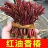 Plántulas de Liquidámbar Rojo Aceitoso Dulce Enano, Plántulas Comestibles de Brotes de Primavera, Adecuadas para Plantar en Macetas o en el Suelo tanto en Regiones del Norte como del Sur, Plántulas de Alto Rendimiento para Todas las Estaciones