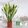 Orquídea Tigre com Borda Dourada Planta Verde em Vaso Suculenta Grande para Interior Fácil de Cuidar Todas as Estações Sala de Estar Absorvedora de Formaldeído Planta Grande em Vaso