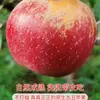Auténtico Corazón de Caramelo de Roca Manzana Fea Daliangshan Manzana Fruta Fresca Fresca de Temporada Recién Cogida Sichuan Red Fuji Fruta Grande Caja Entera