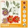 Paquete de Materiales DIY de Flores Secas Flores Prensadas Hechas a Mano Flores Conservadas Marcadores de Libros de Flores Prensadas Hojas de Árbol Real Plantas Pegatinas de Resina Maquillaje Facial