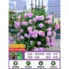 1,8m Matriarcal Mudas Grandes Mudas de Rosa Rosa Trepadeira Flor Extra Grande Planta Trepadeira Pátio Floração Quatro Estações Planta em Vaso