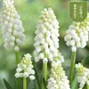 Bulbos e sementes de Jacinto para cultivo hidropônico em ambiente interno, cultivo em solo no inverno, flores de vaso resistentes e fáceis de cultivar