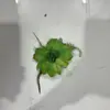 Atacado de adereços de cabeça para dança infantil, acessórios de cabelo, corsages, flores de pulso para damas de honra e irmãs, flores de pulso para a noiva, artigos para casamento