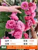 Planta de Maceta Balcón de Jugo Rosa con Flores y Capullos para Balcón y Jardín, Planta de Floración Grande, Planta de Rosa de Floración Reblooming