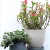 Vasos para Flores e Plantas Verdes de Jardinagem Vasos de Flores Foscos Imitando Pedra Vasos de Flores Estilo Europeu de Resina Plástico Espesso Durável Vela Realista