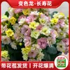 Planta en Maceta Nueva de Kalanchoe con Capullos de Flor, Fácil de Cuidar, Florece Todo el Año, Plántulas de Flor Grande de Doble Pétalo, Flores para Balcón, Plantas Verdes para Uso en Interiores