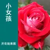 Mudas de Flor de Rosa Trepadeira, Florais Extra Grandes e Plantas Verdes, Rosas de Vaso para Interior, Flores de Rosa, Trepadeiras, Florescendo em Todas as Estações